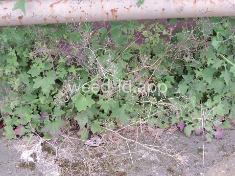 lettuce, wall